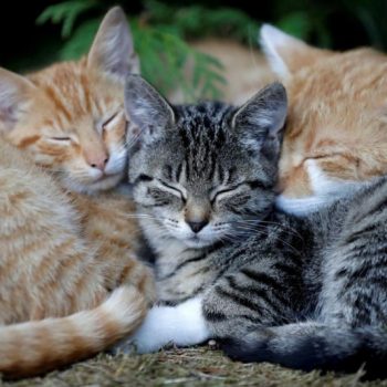 Studi: Kucing bisa mengenali nama sesama "anabul"