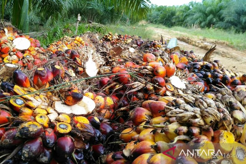 Harga TBS  kelapa sawit Kaltim naik jadi Rp2.458,60 per kg