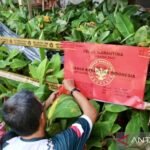 Karantina Kalsel segel ribuan bibit pisang ilegal dari Jatim