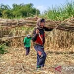 APTRI dukung pabrik gula rafinasi wajib bangun kebun tebu sendiri