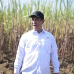 Mentan tegaskan siap percepat peremajaan tebu demi swasembada gula