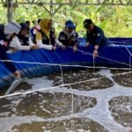 Tinggalkan laut demi ikan air tawar