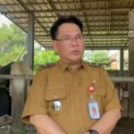 Sumsel dukung swasembada daging lewat penguatan program breeding