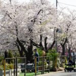 Seoul tetapkan peringatan gelombang panas tingkat tertinggi