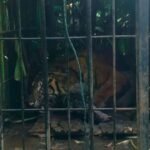 TSI mengajak masyarakat pahami pentingnya rantai makanan harimau