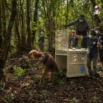 BKSDA Kalbar evakuasi orangutan di Ketapang dari ancaman karhutla