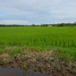 Perbaikan sawah terdampak bencana di Aceh Barat capai 75 persen