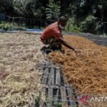 Pemkab Tanimbar-BRIN gencarkan edukasi budidaya rumput laut