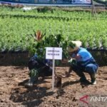 Ekonomi, Purbaya kejar pajak perusahaan baja hingga Kopi Magelang