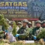 Satgas Yonif 725 temukan 21.400 batang ganja di Yahukimo