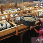 Kementan tegaskan dukung penguatan peternakan domba dan kambing lokal