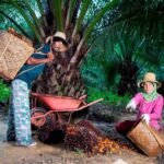 PalmCo kawal remajakan 49 ribu ha kebun sawit rakyat melalui kemitraan
