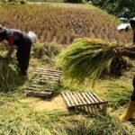 Stok padi di masa kemarau aman, Temanggung buktikan ketahanan pangan