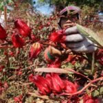 8 manfaat teh rosella untuk kesehatan tubuh