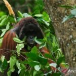BKSDA Kalbar prioritaskan perlindungan Orangutan saat karhutla