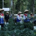 PGE bantu petani Kamojang panen 70 ton kubis lewat inovasi pupuk