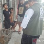 BKSDA: Empat bocah Samarinda selamatkan seekor bekantan