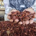 Studi: Makan kacang kenari bantu tidur jadi lebih cepat