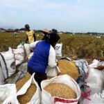 Serapan gabah dan beras Bulog Karawang tembus 92,41 ribu ton