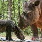 Mengapa badak Sumatra penting bagi keseimbangan ekosistem hutan?