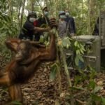 BKSDA: 8 orangutan korban karhutla Kalbar ditranslokasi ke Batu Nyambu