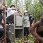 Menhut lepasliarkan dua orangutan hasil penyelamatan di Kalbar